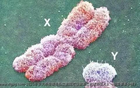 2025年安庆市有哪些私立医院可以做第三代代孕？一般需要多少钱？