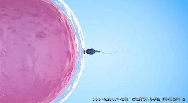 美国一次代孕多少钱 收费标准是什么