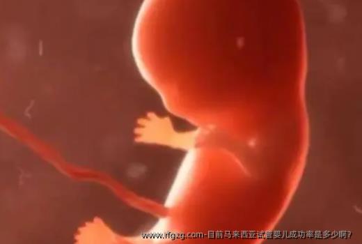 目前马来西亚代孕成功率是多少啊？